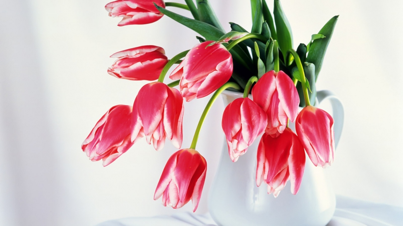 Бутоны тюльпанов, Цветы