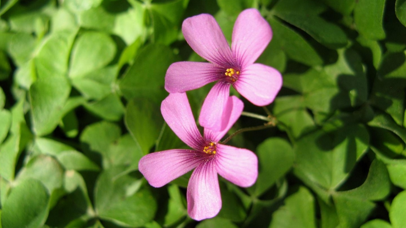 Два сыщика, Цветы