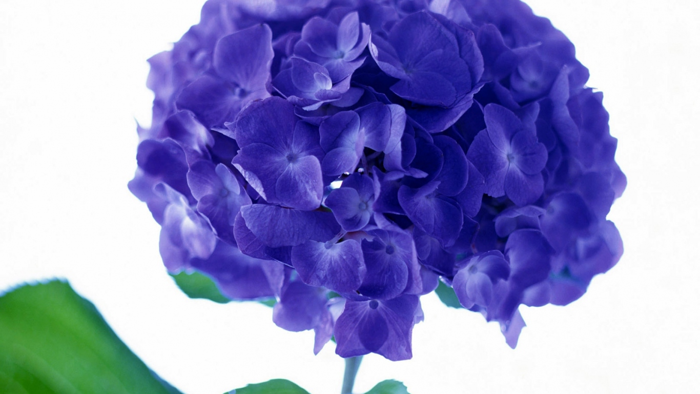 Фиолетовый цветок, Цветы