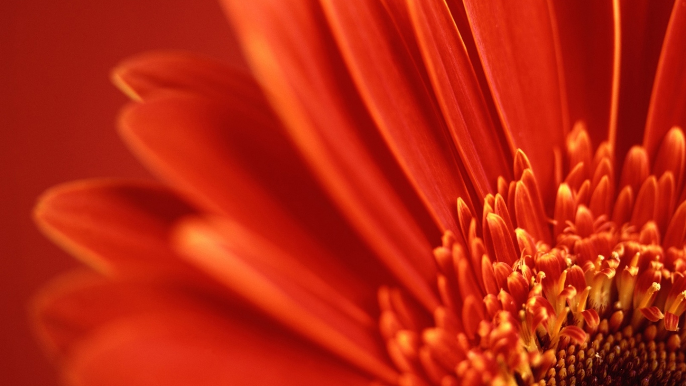 Перспектива красный цветок, Цветы