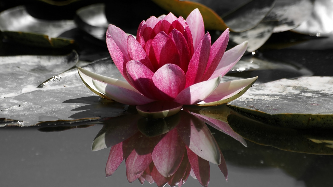 Кувшинка, Цветы