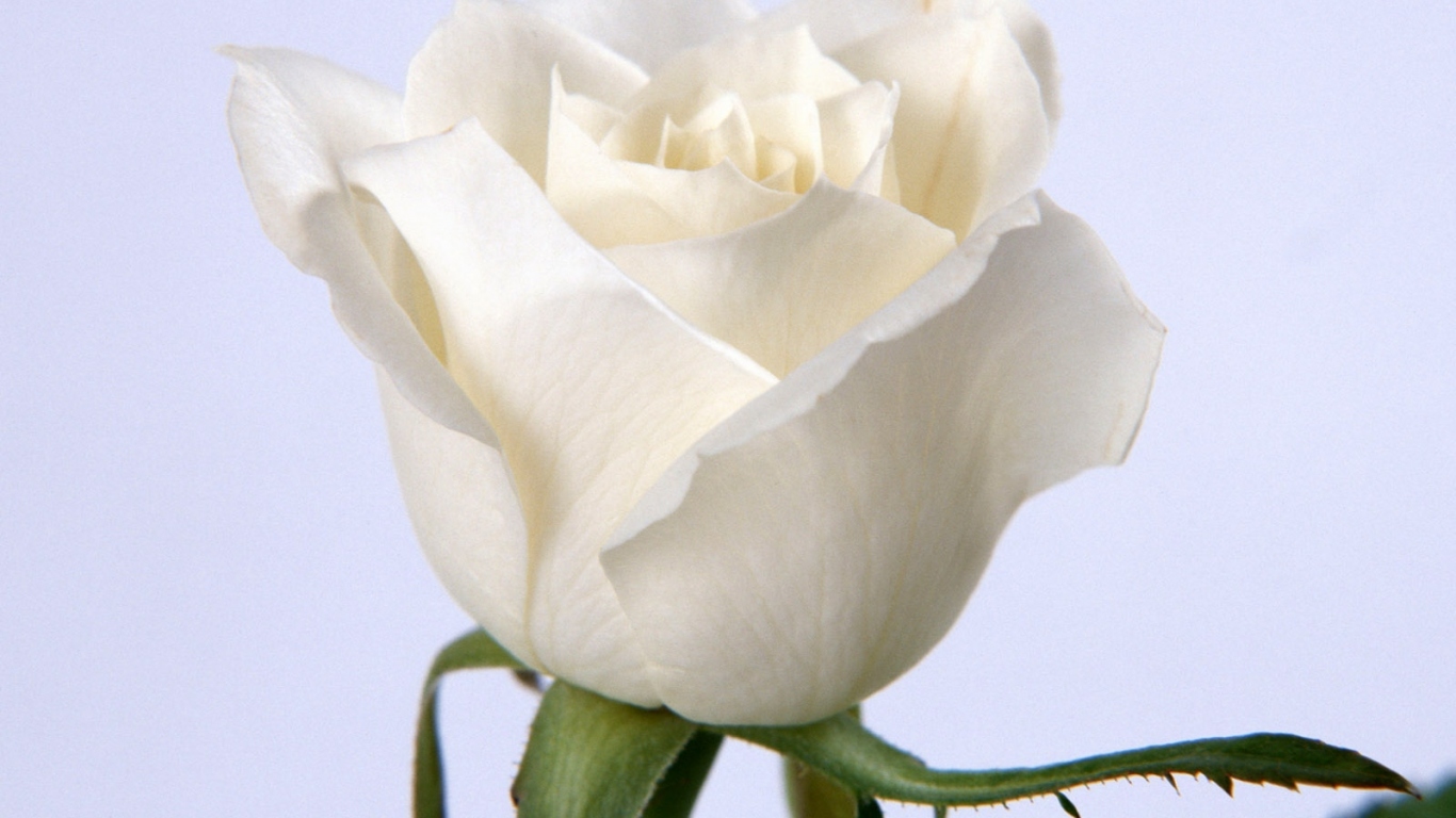 Белая роза, Цветы