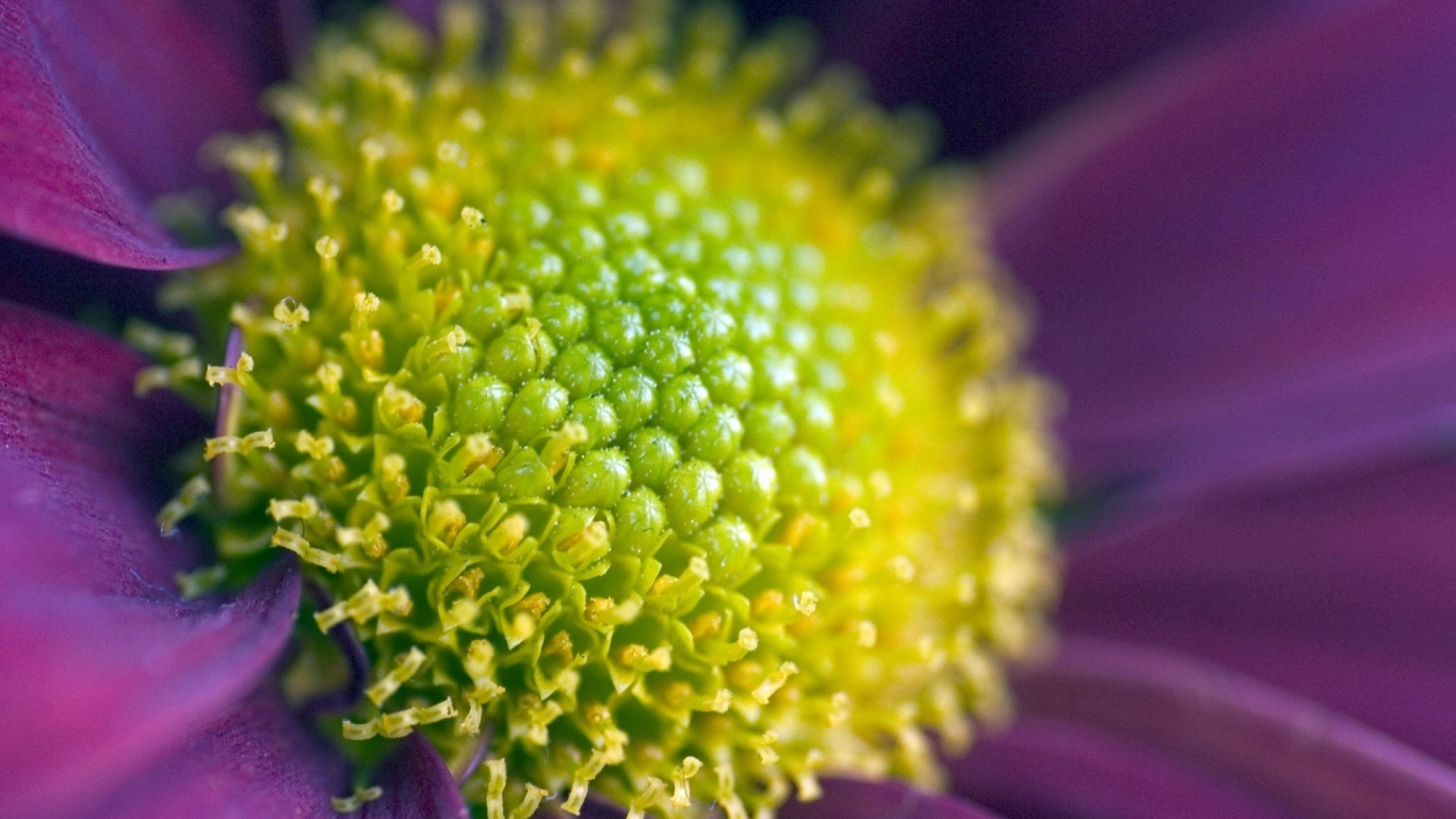 Измените масштаб изображения, Цветы