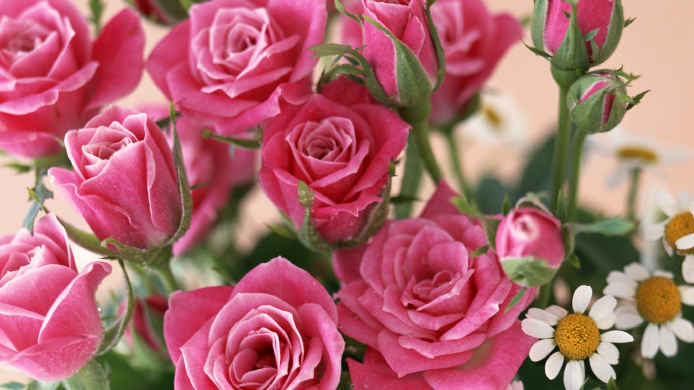 красные розы, Цветы