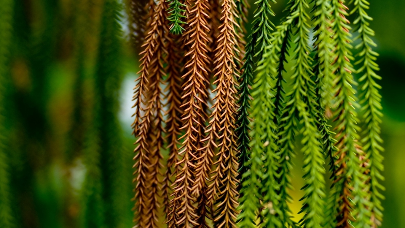 Альпинисты