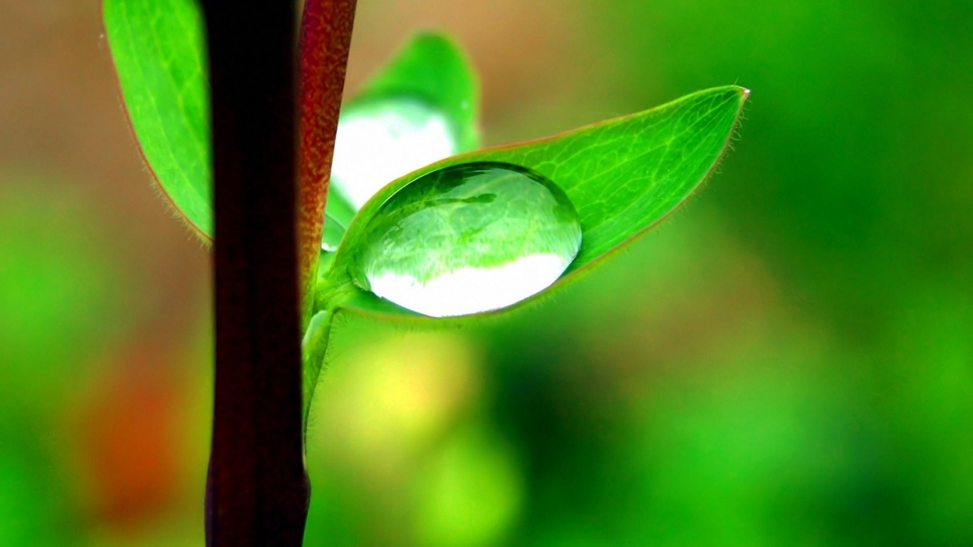Капля на маленьком листке