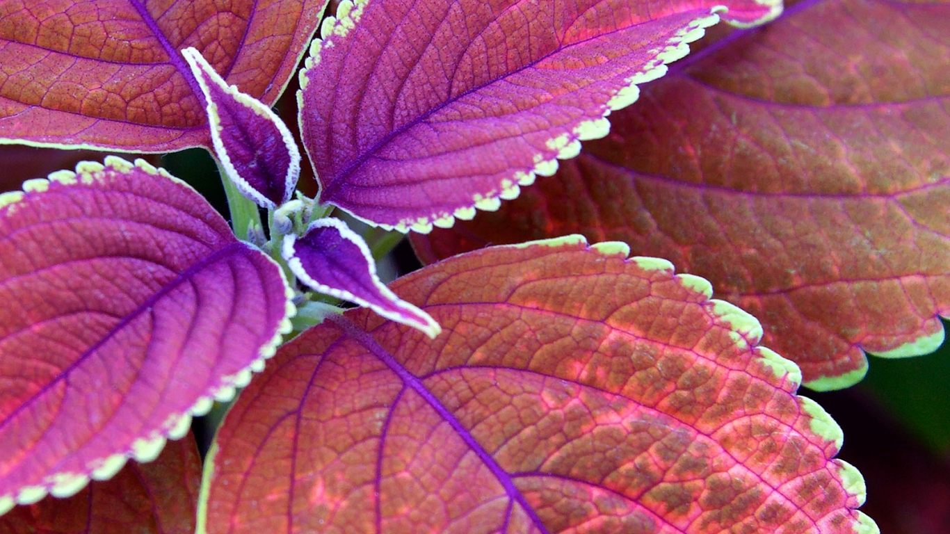 Немного фиолетовых листьев