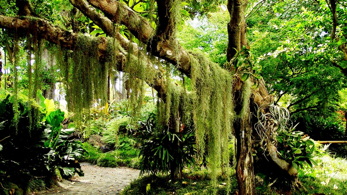 Зеленый лес