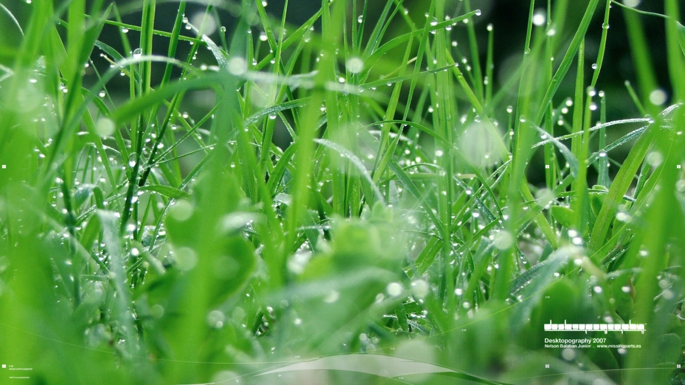 Зеленая травка