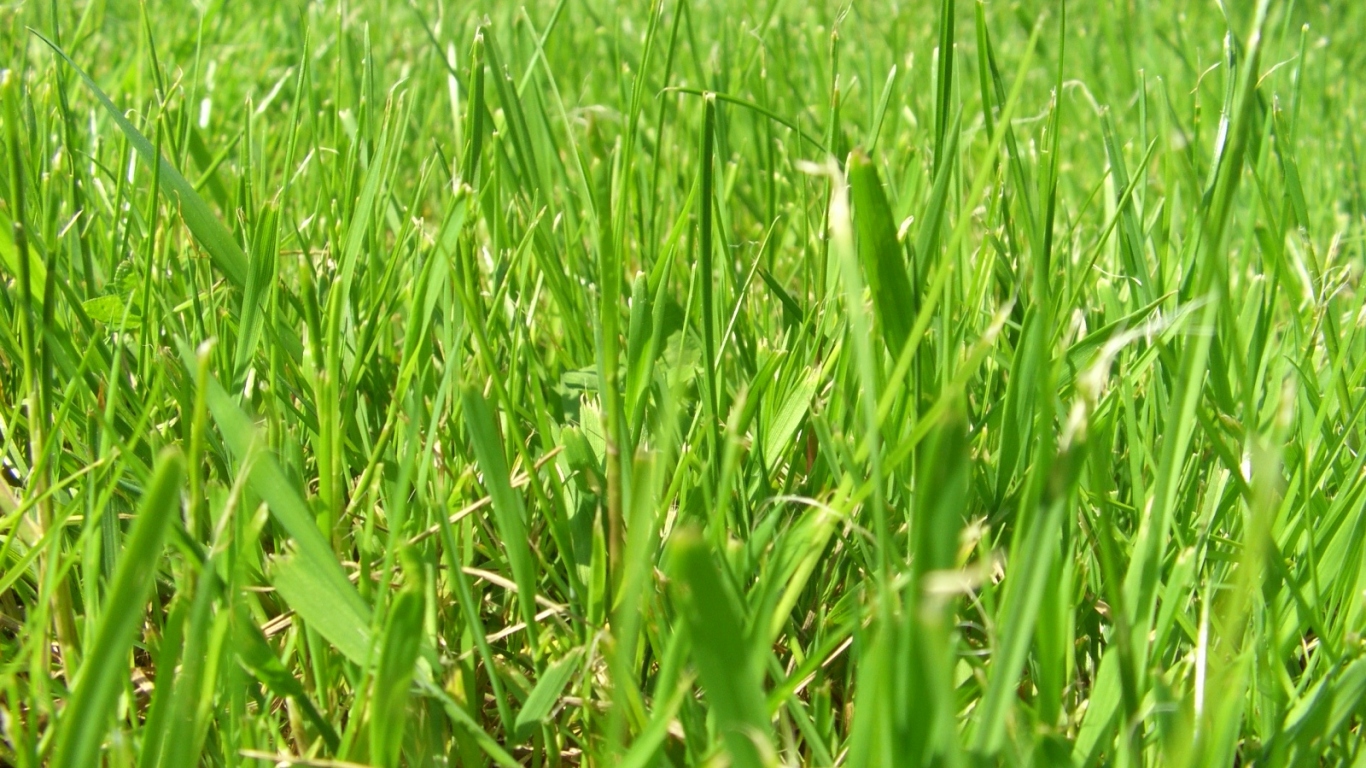 Зеленое лето