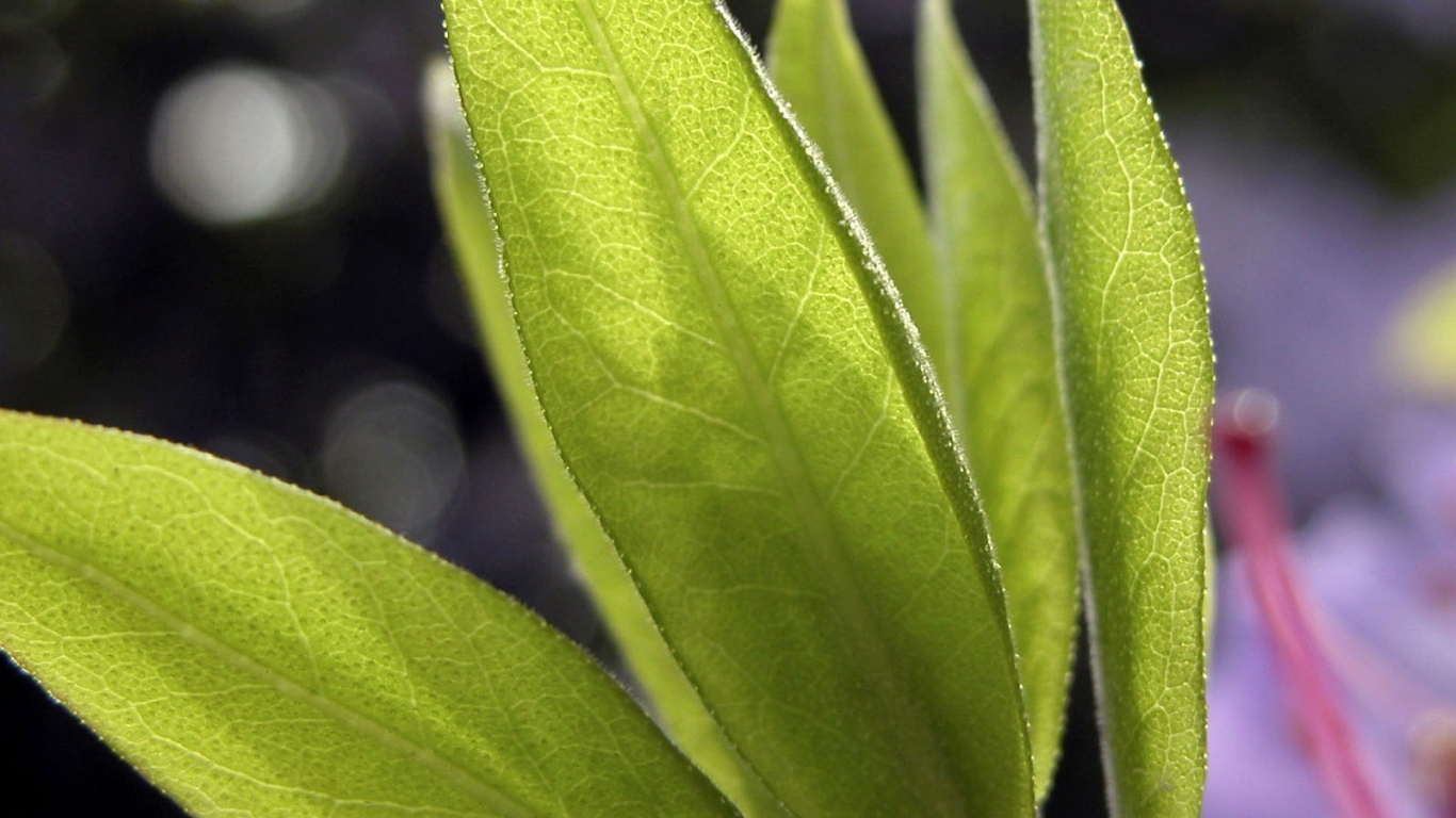 Листья в свете