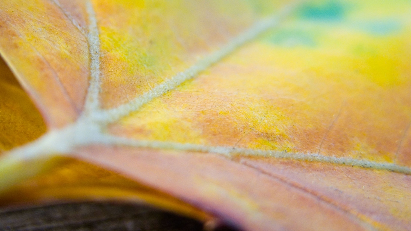 Многокрасочный лист