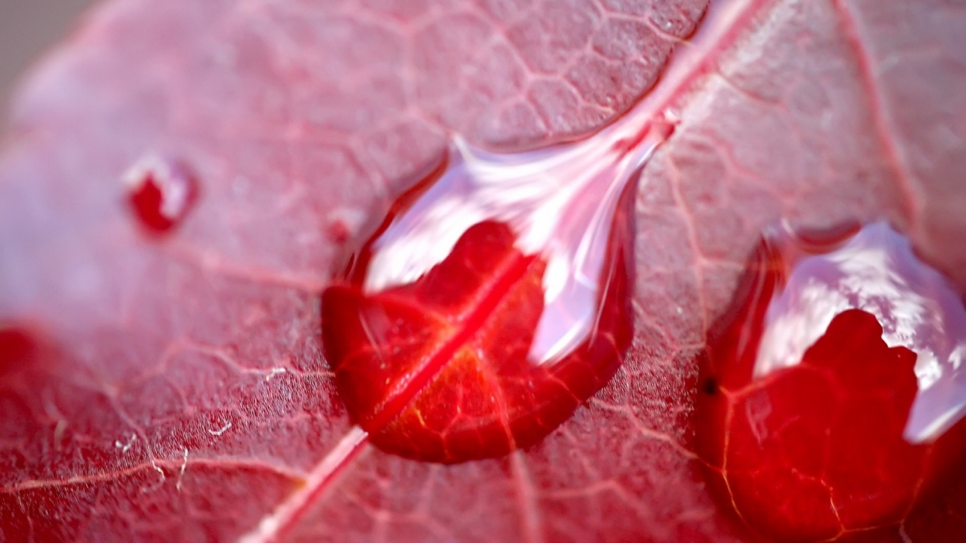 Вода на красном листе