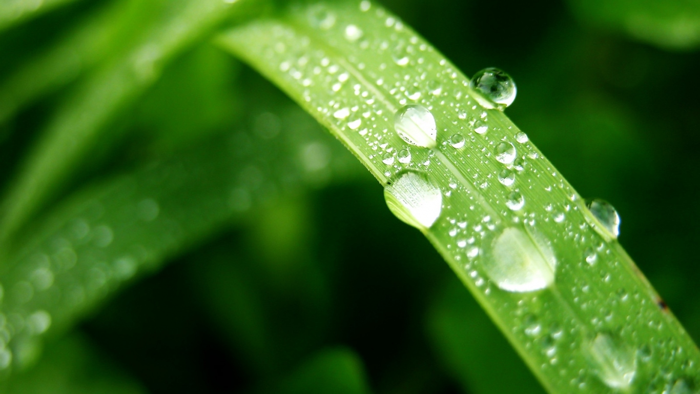 Влажный лист