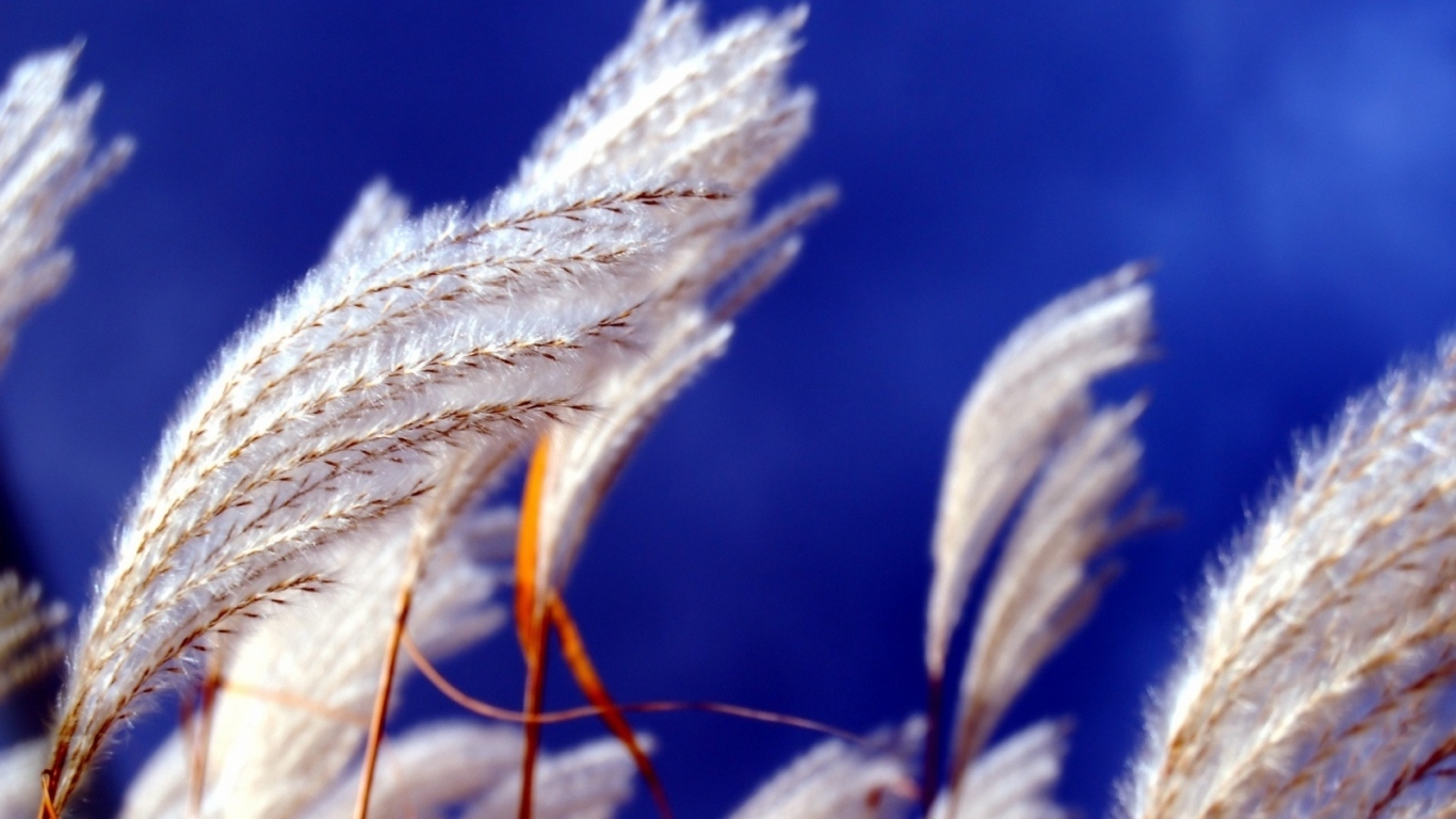 Прикасновение ветра