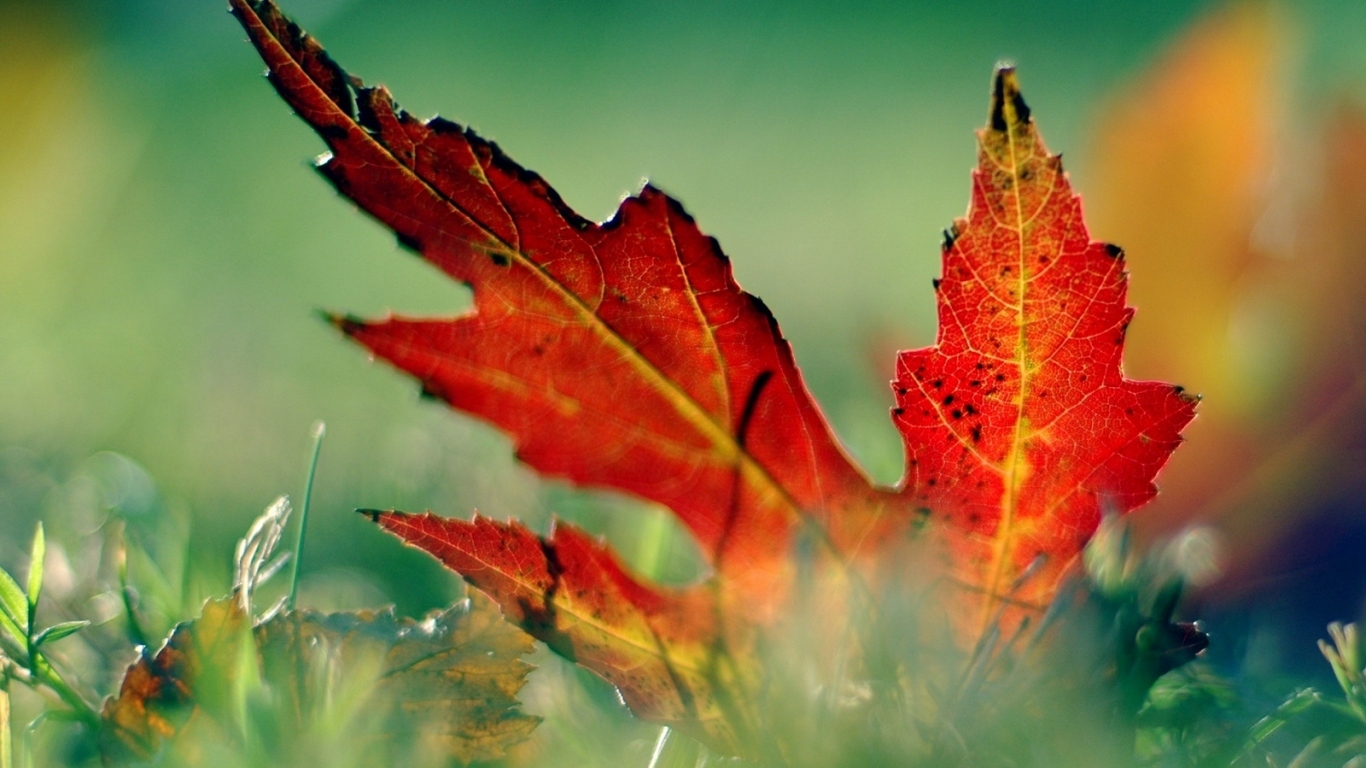 красный лист в траве