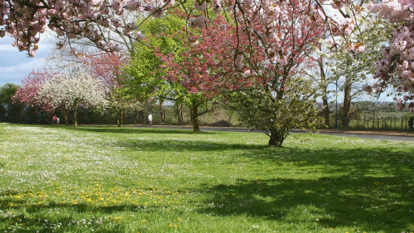 Spring user. Яблоневый сад. Цветущие сады. Природа весной.