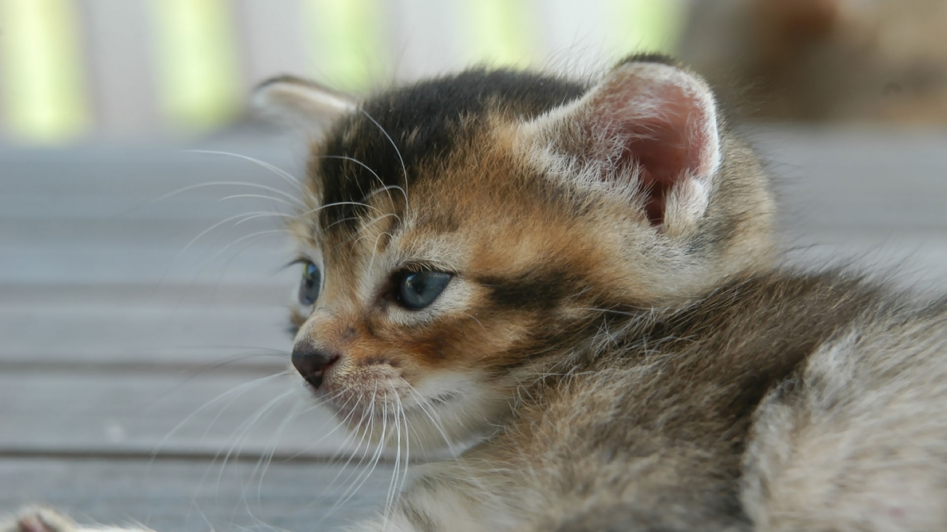 Котенок с голубыми глазками