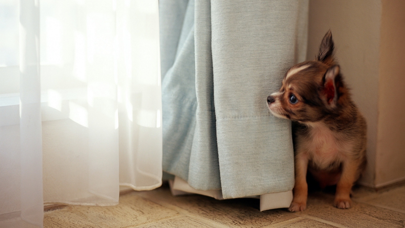 Собака в окне