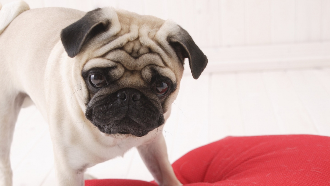 Взгляд собаки