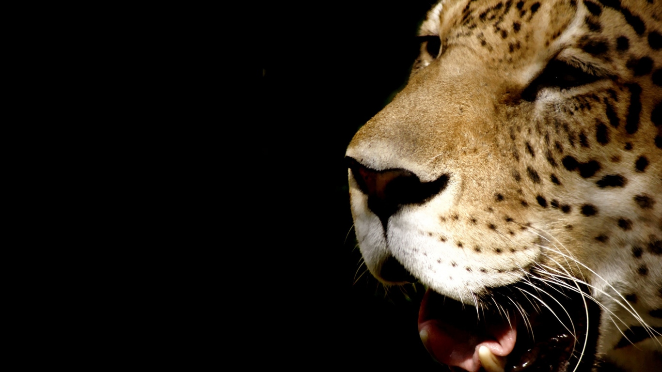 Морда леопарда