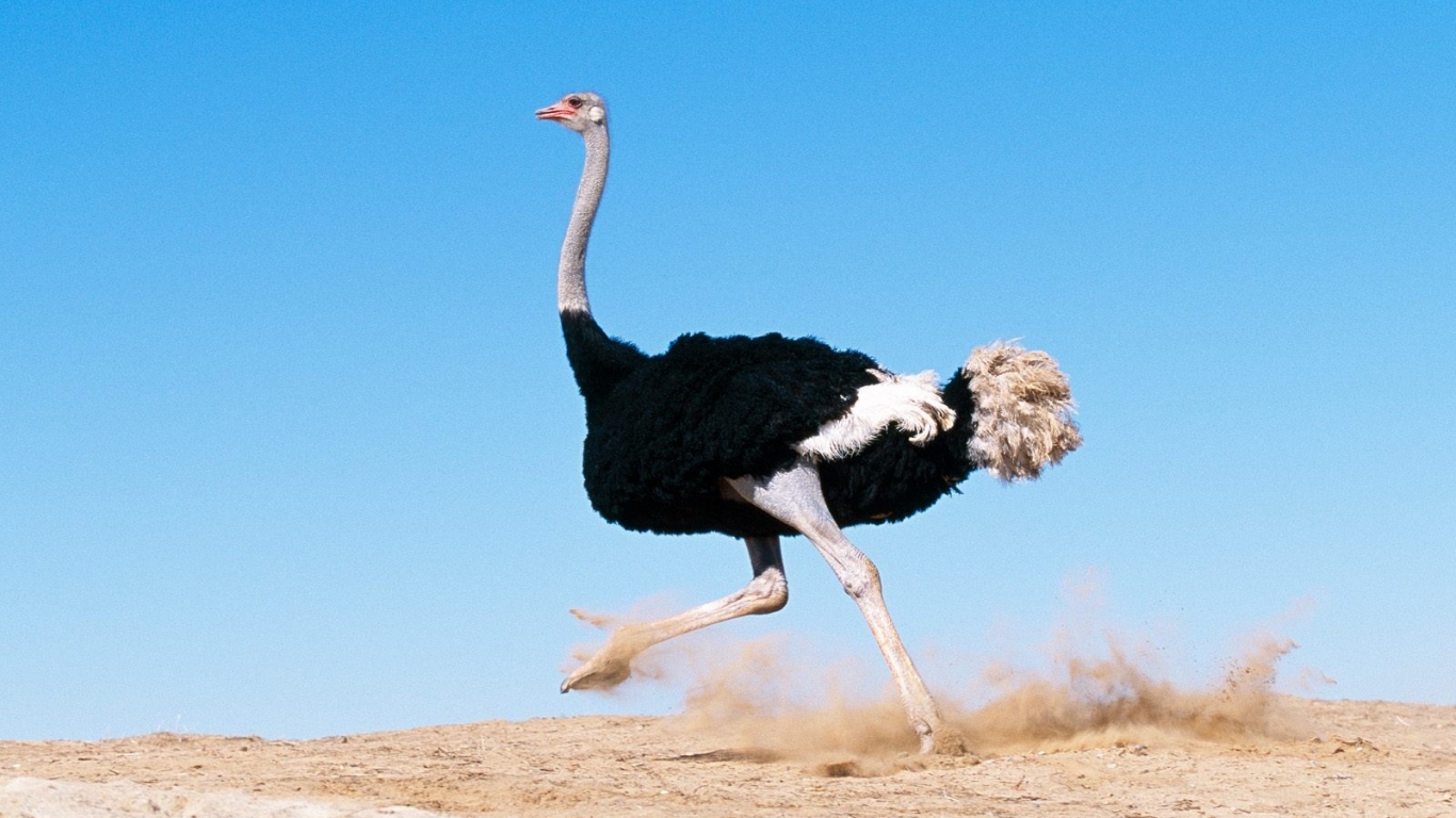 Black Feathered Ostrich / Africa