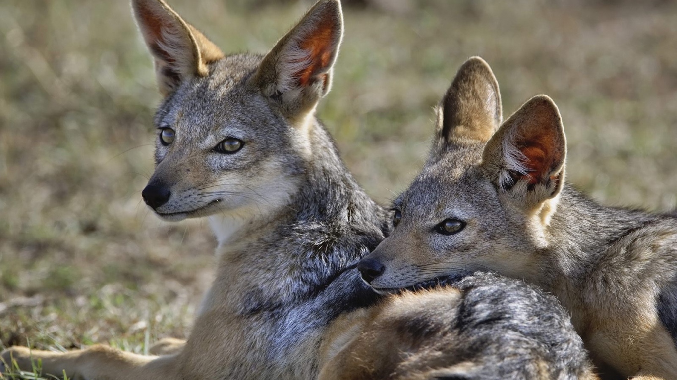 Шакалы / Кения / Африка