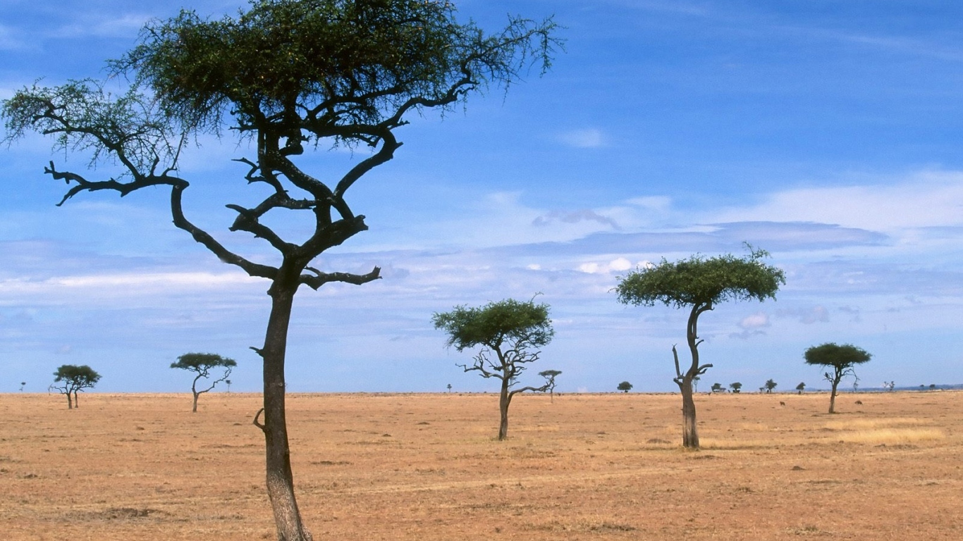 Scattered Acacia Trees / Kenya / Africa