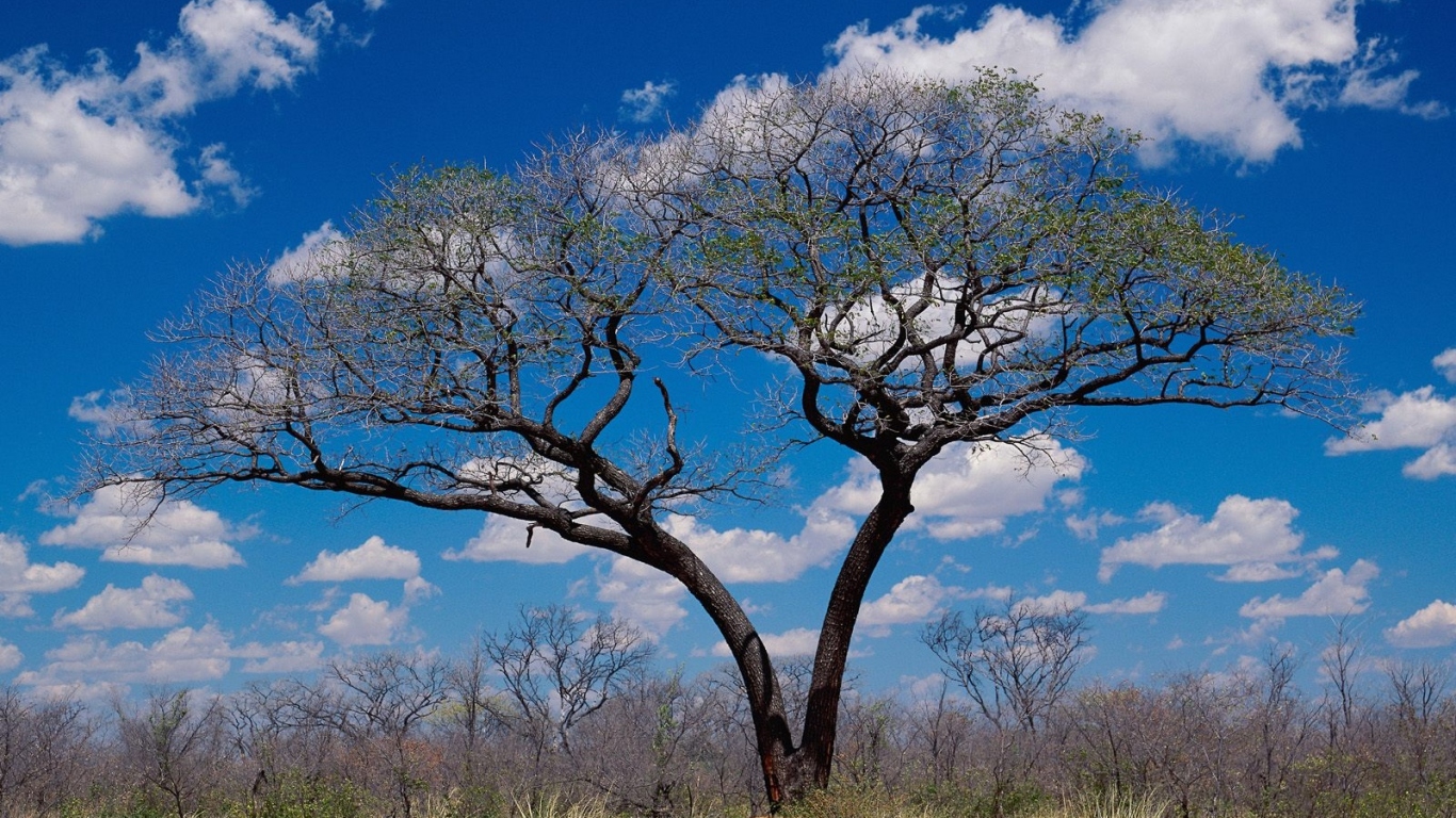 Шакаве / Ботсвана / Африка