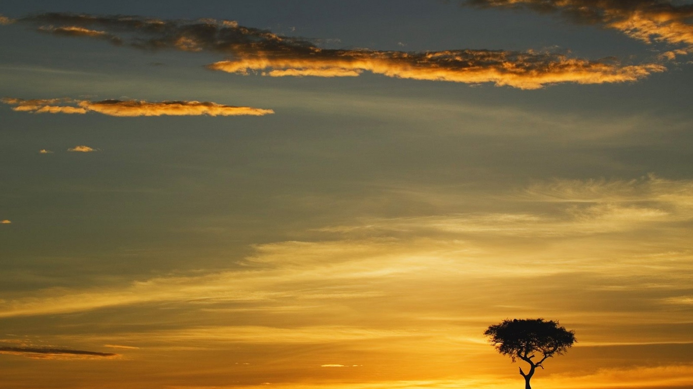 Единственное Дерево Акации в Восходе солнца / Masai Mara / Кения / Африка