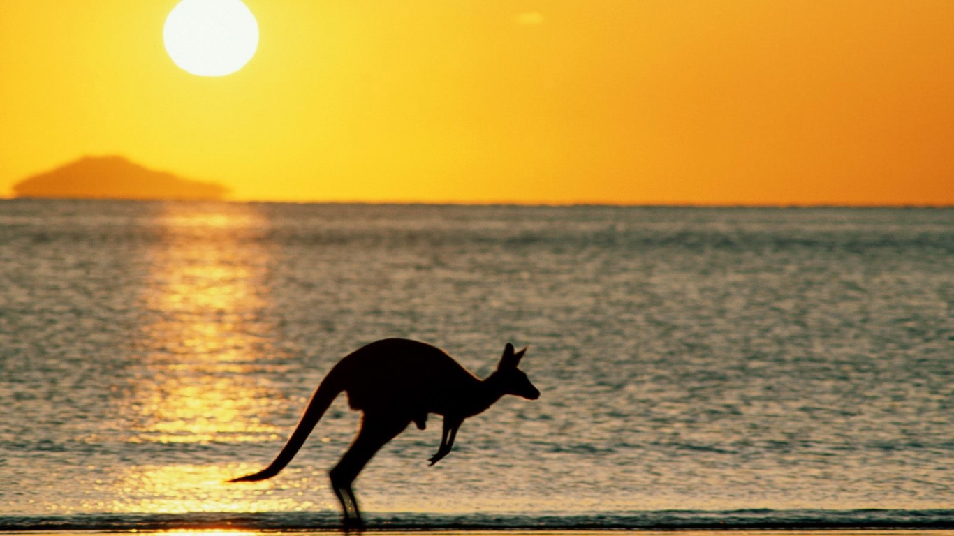 The kangaroo - Australia