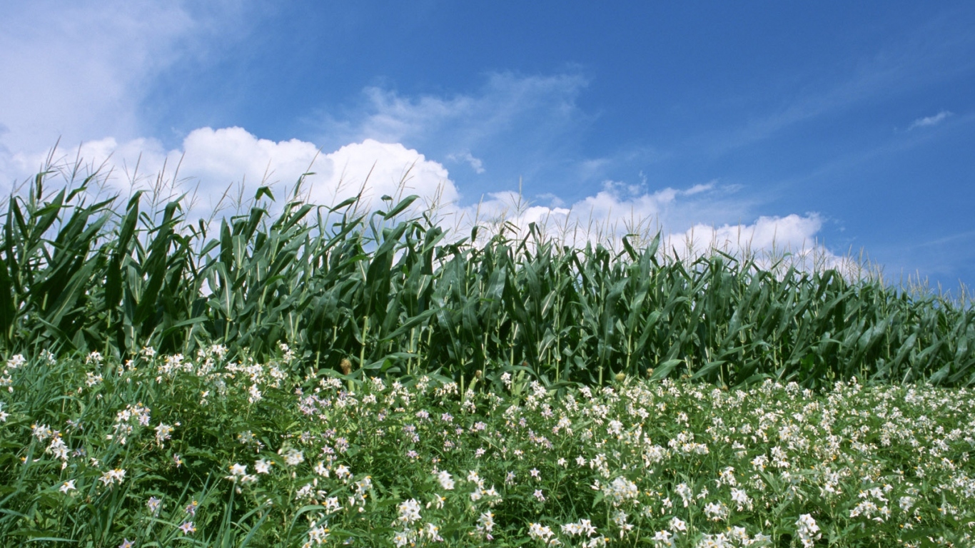 Граница кукурузы