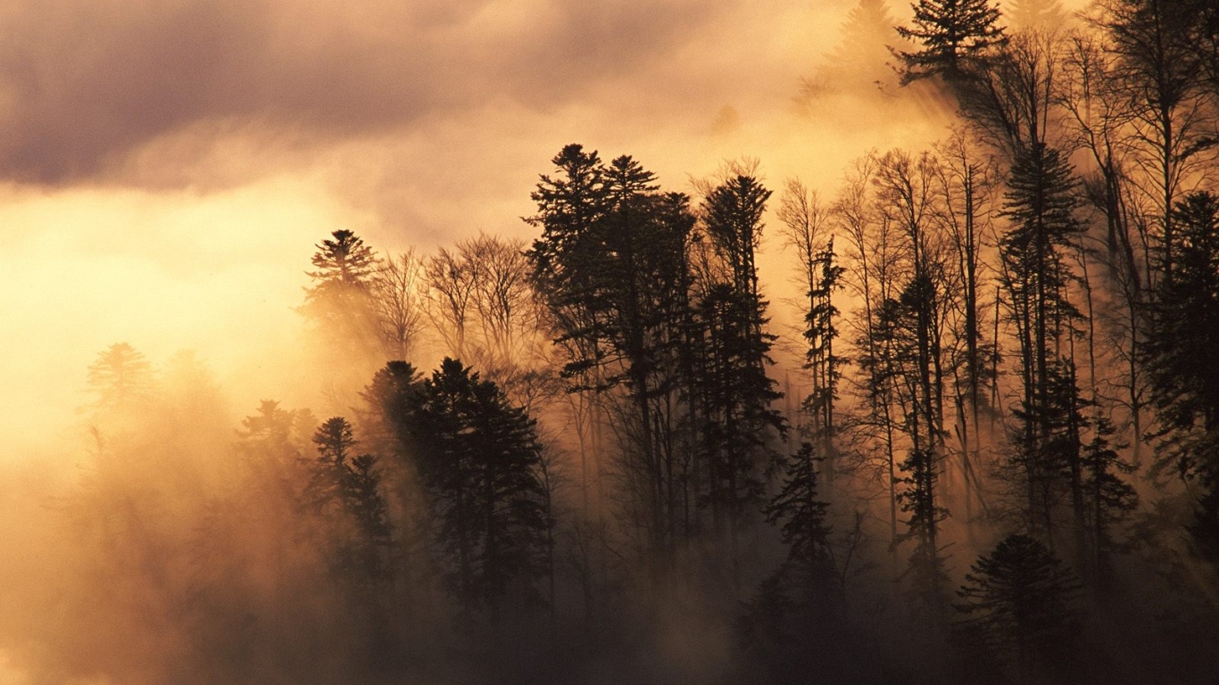 Лесистая местность в тумане