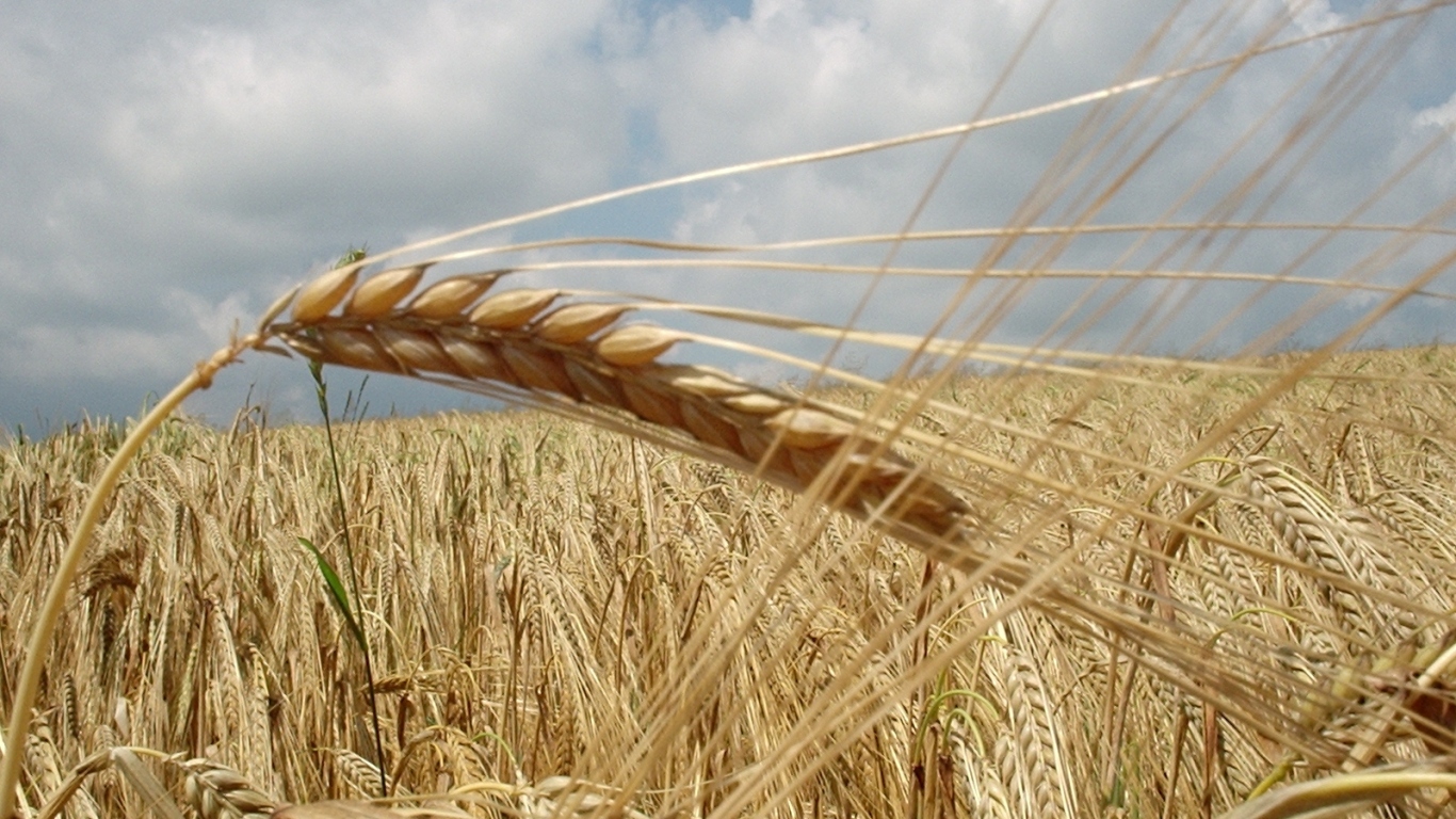 German grain field
