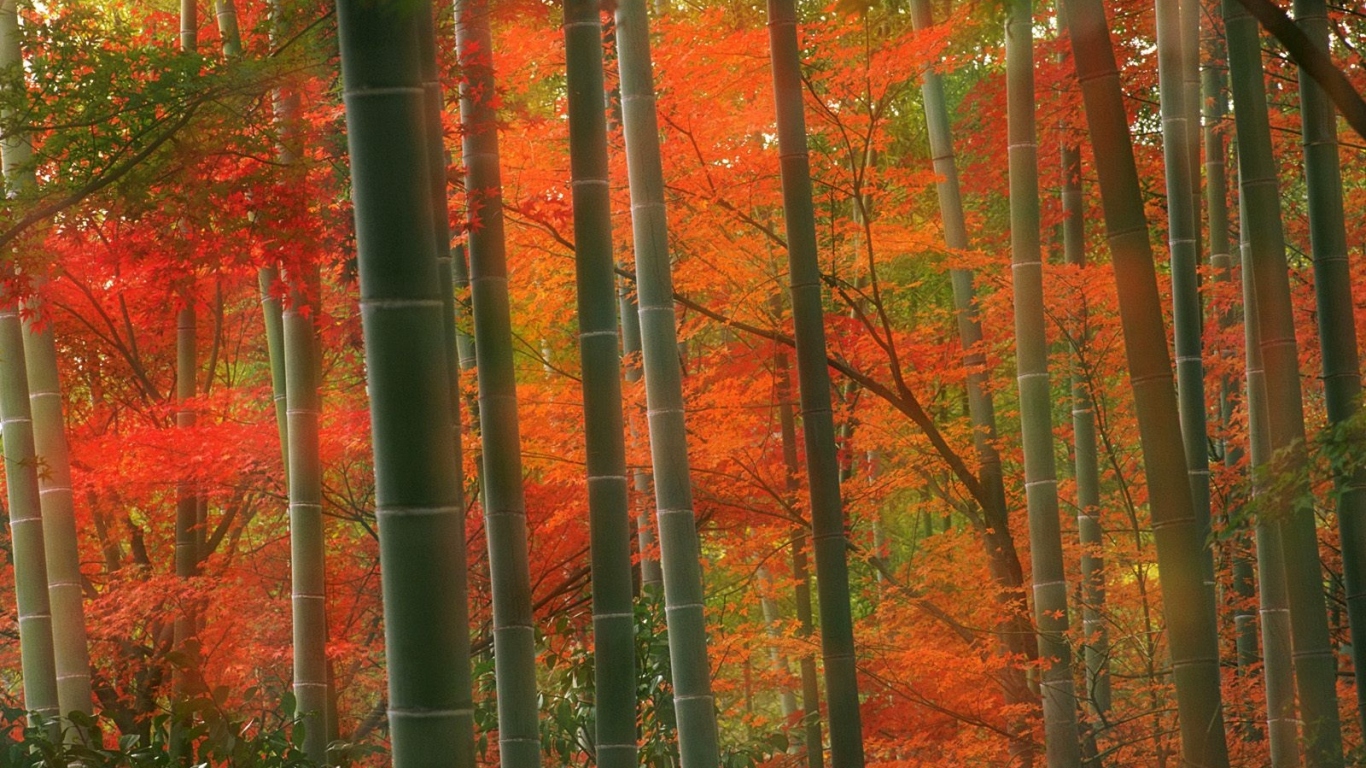 Бамбуковый Лес, парк Arashiyama, Киото, Япония
