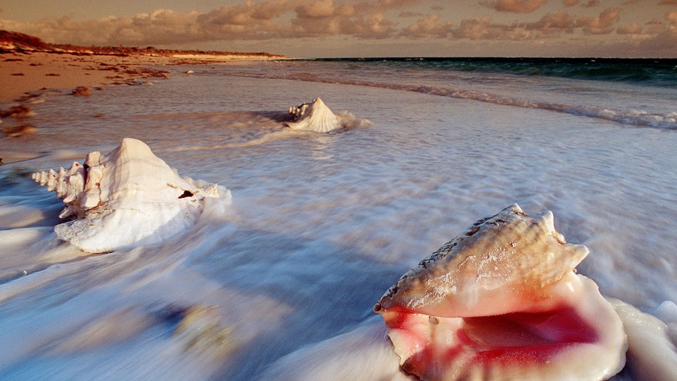 Большие раковины