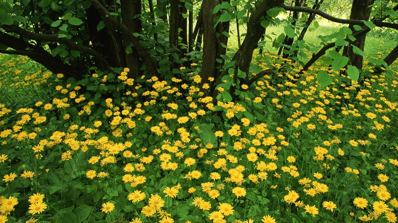 Leopardsbane цветы в Шотландии