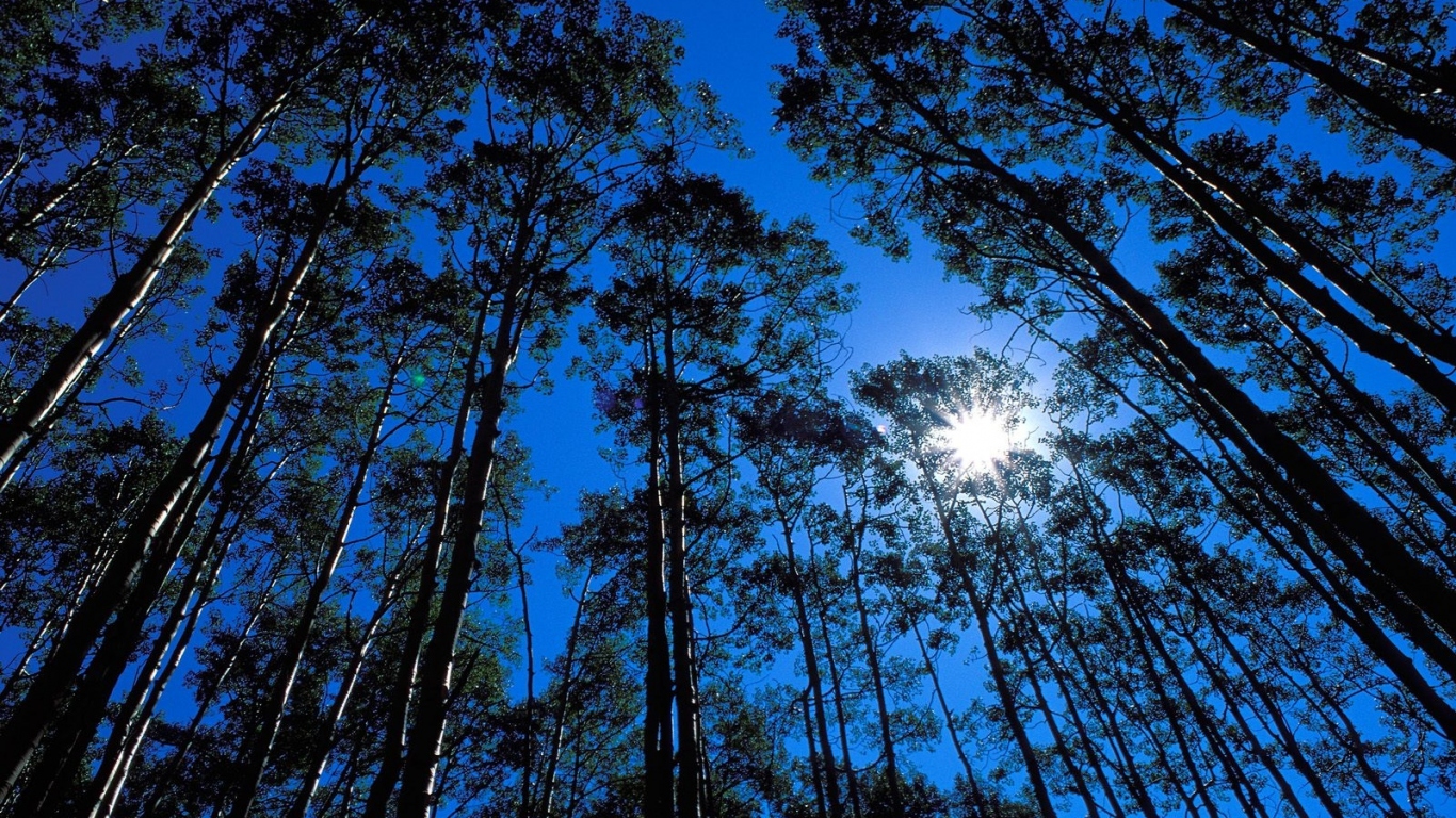 Дикая местность