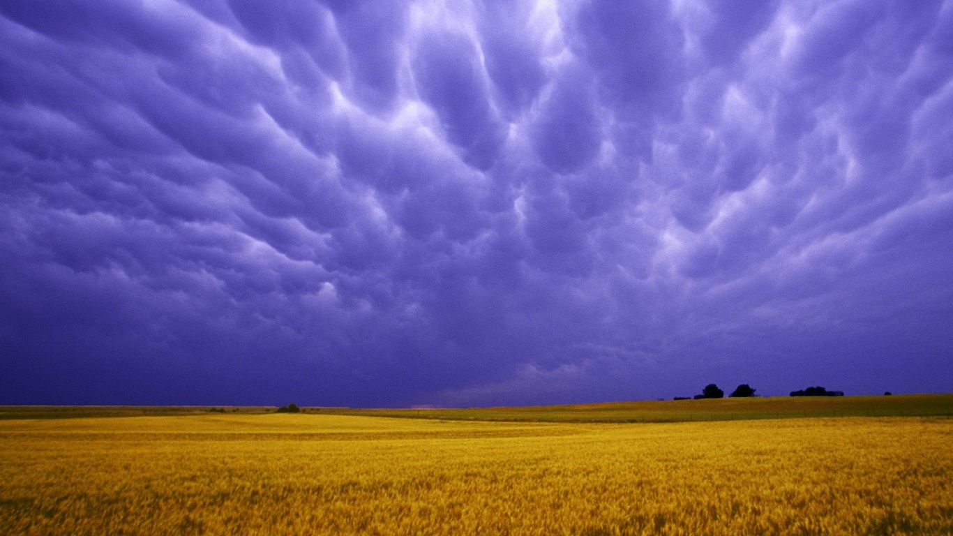 Поля Янтарных Зерен США