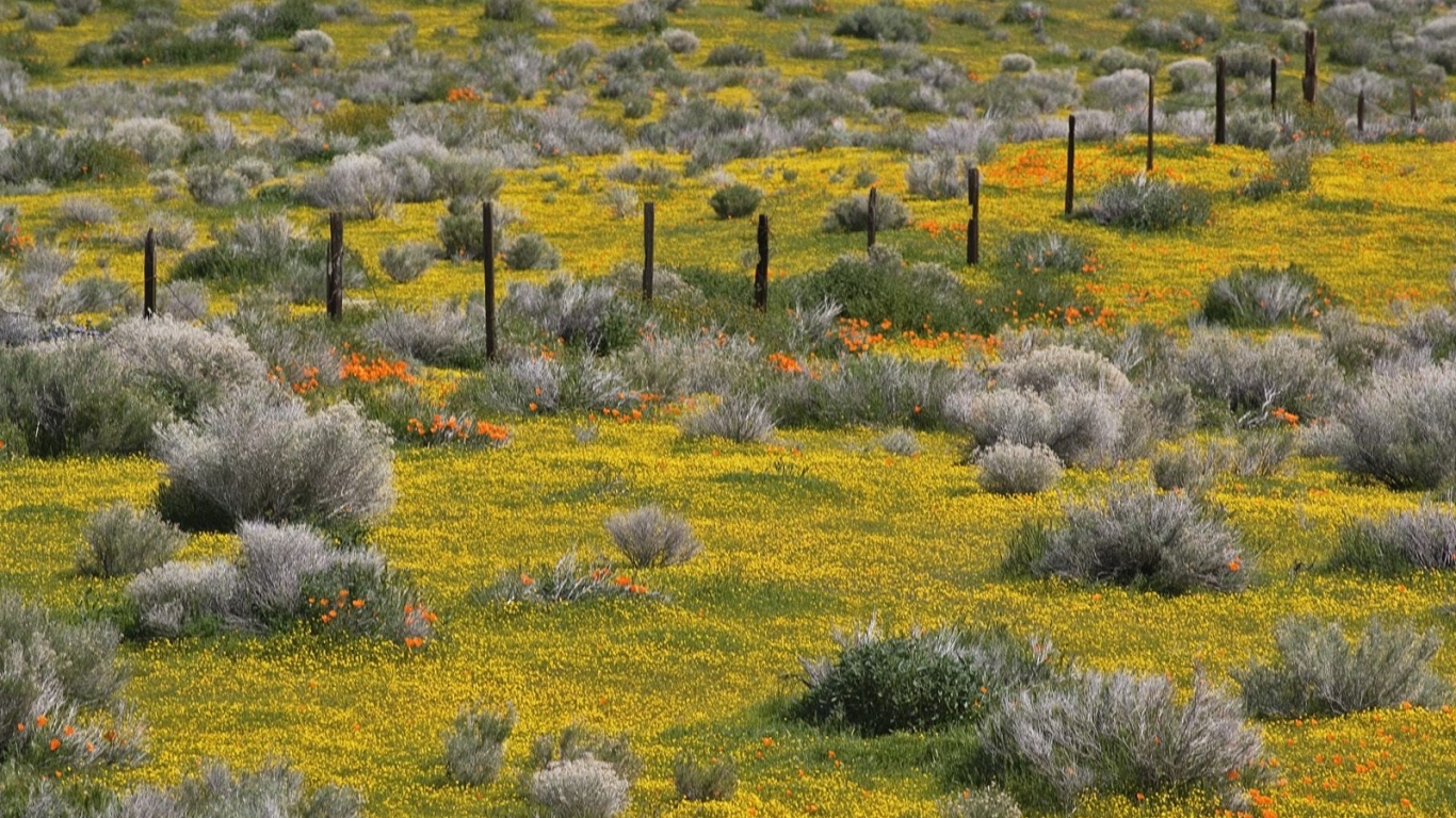 Золотые прииски, США