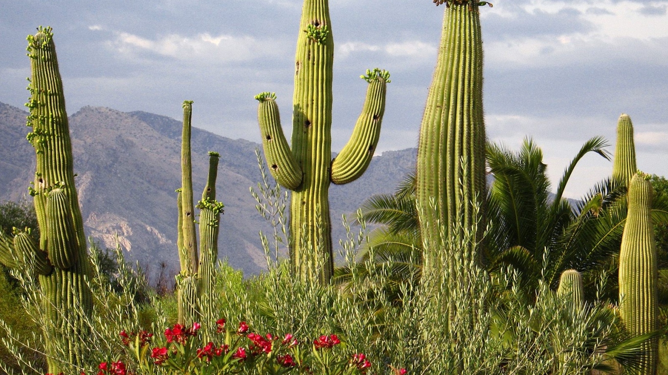 Кактусы Цереуса гигантского, США