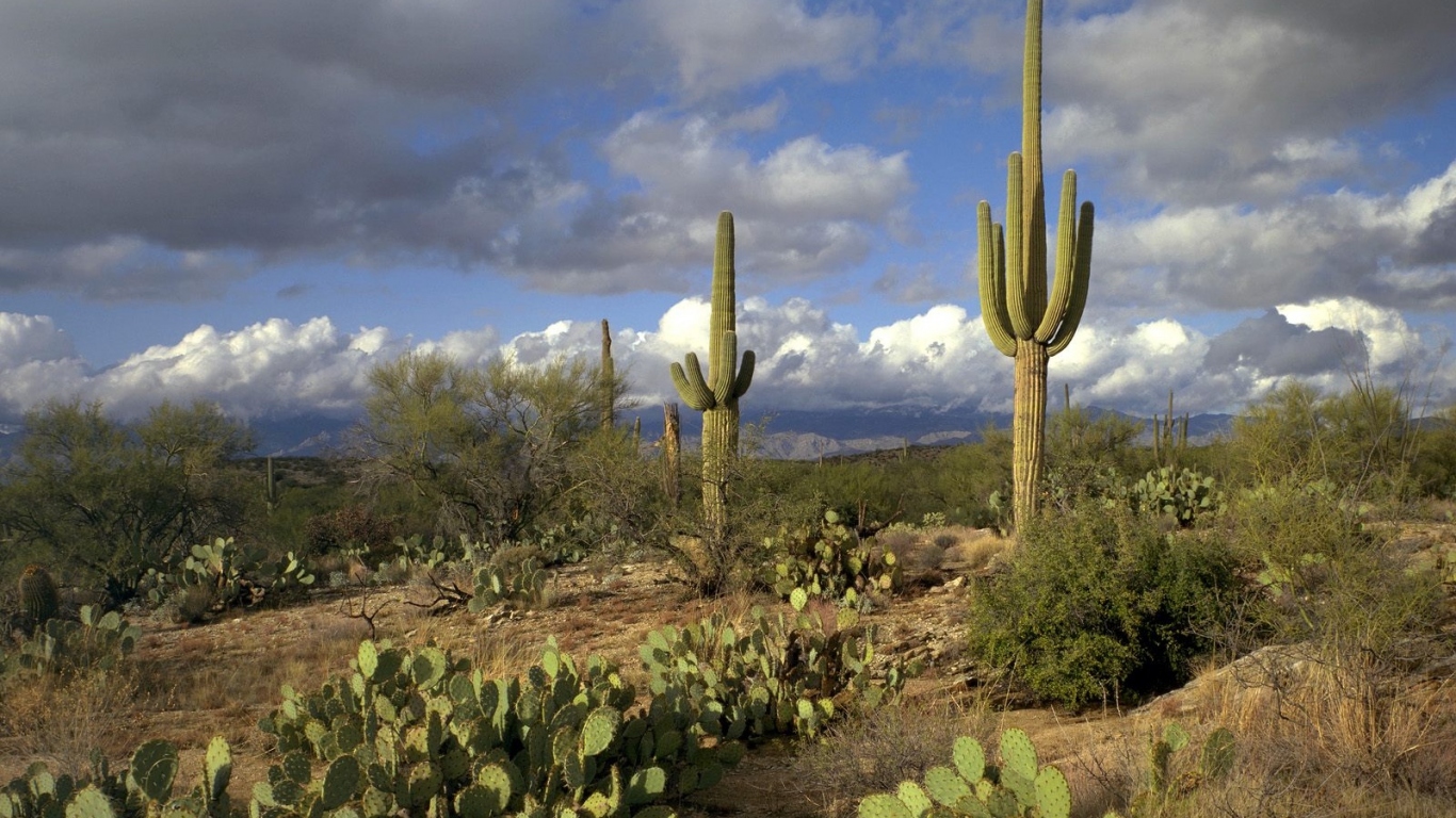 Сагуаро Национальный Парк / Аризона / США