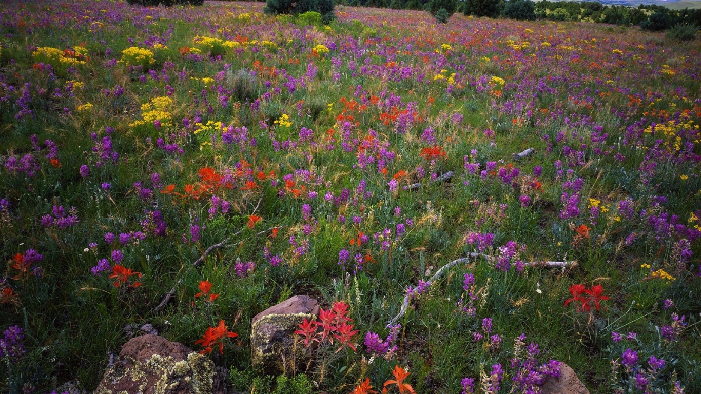 Область Локовид / Апачи-Ситгривс Национальный Лес / Аризона / США