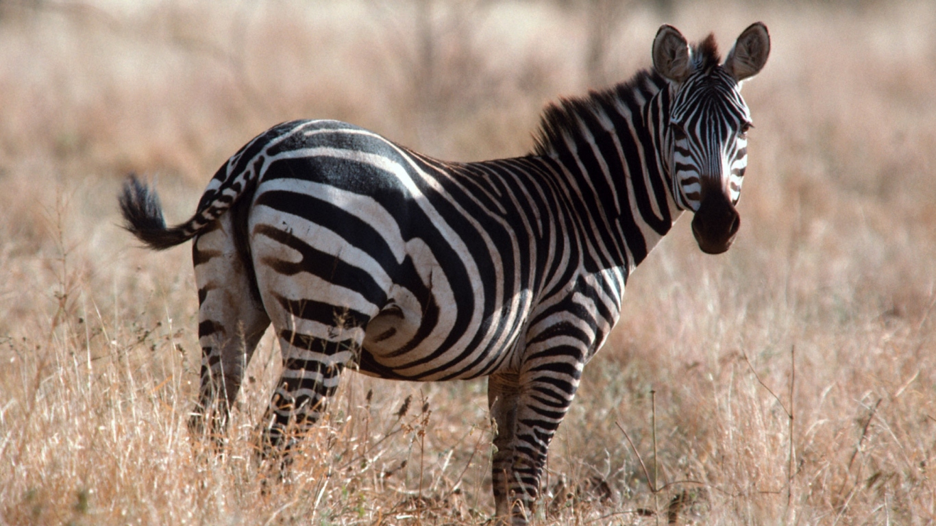 Африканская зебра