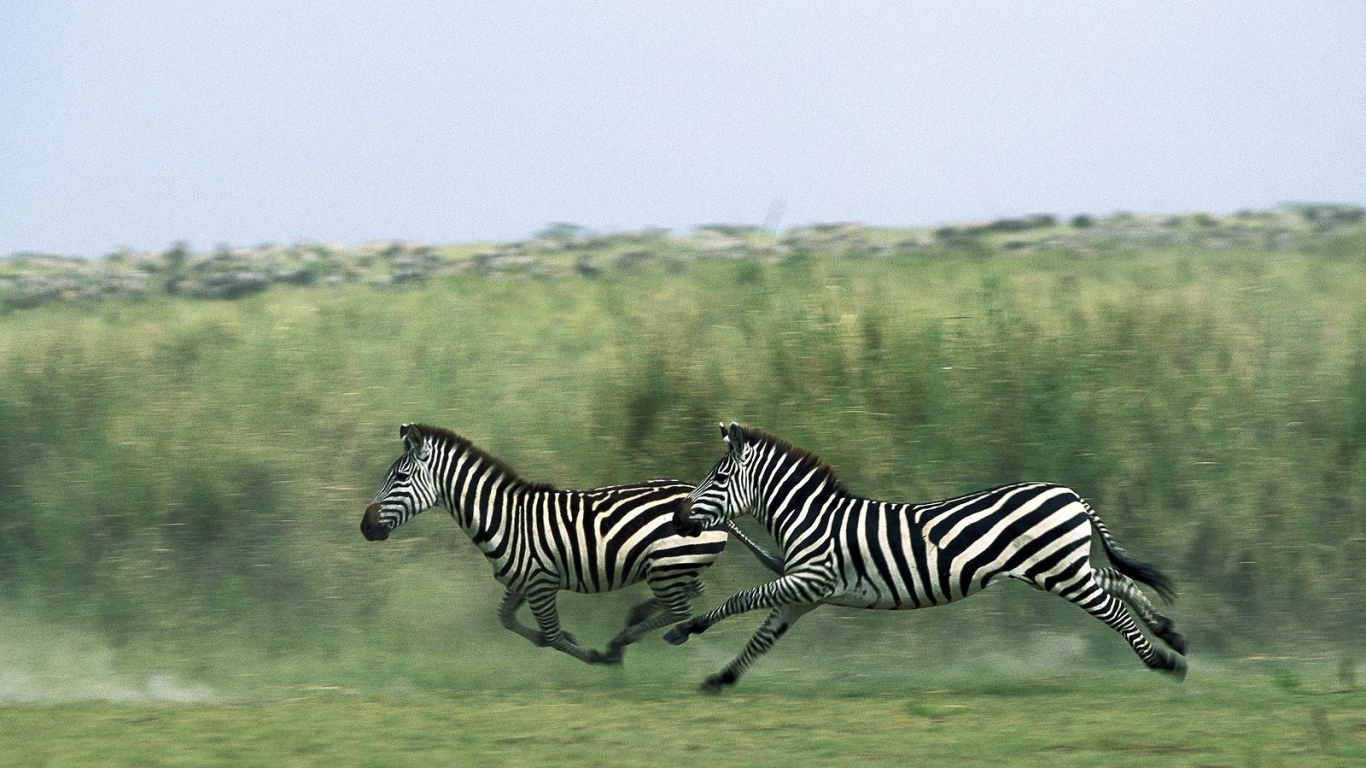 Полосатые зебры