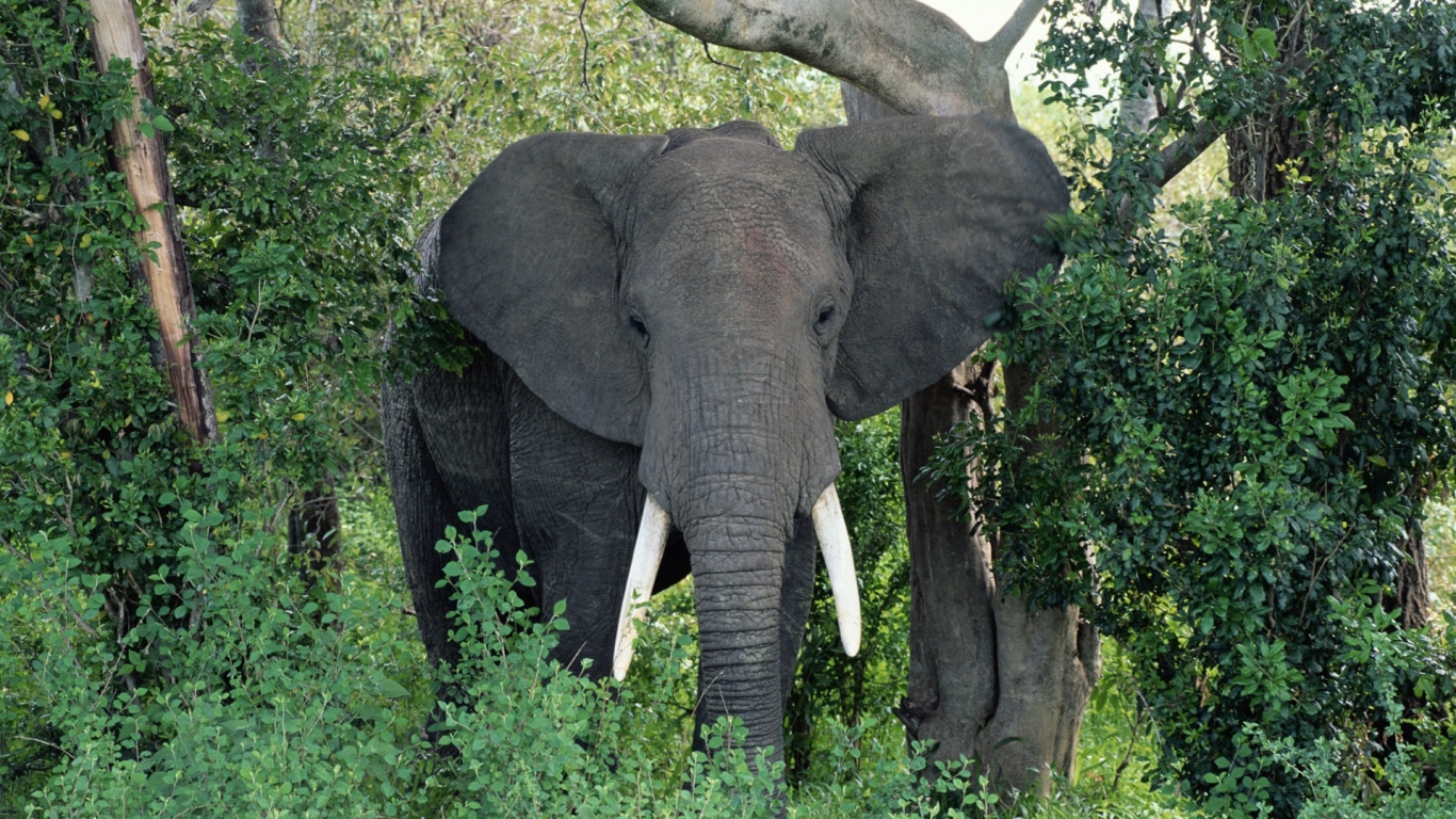 Большой Африканский слон