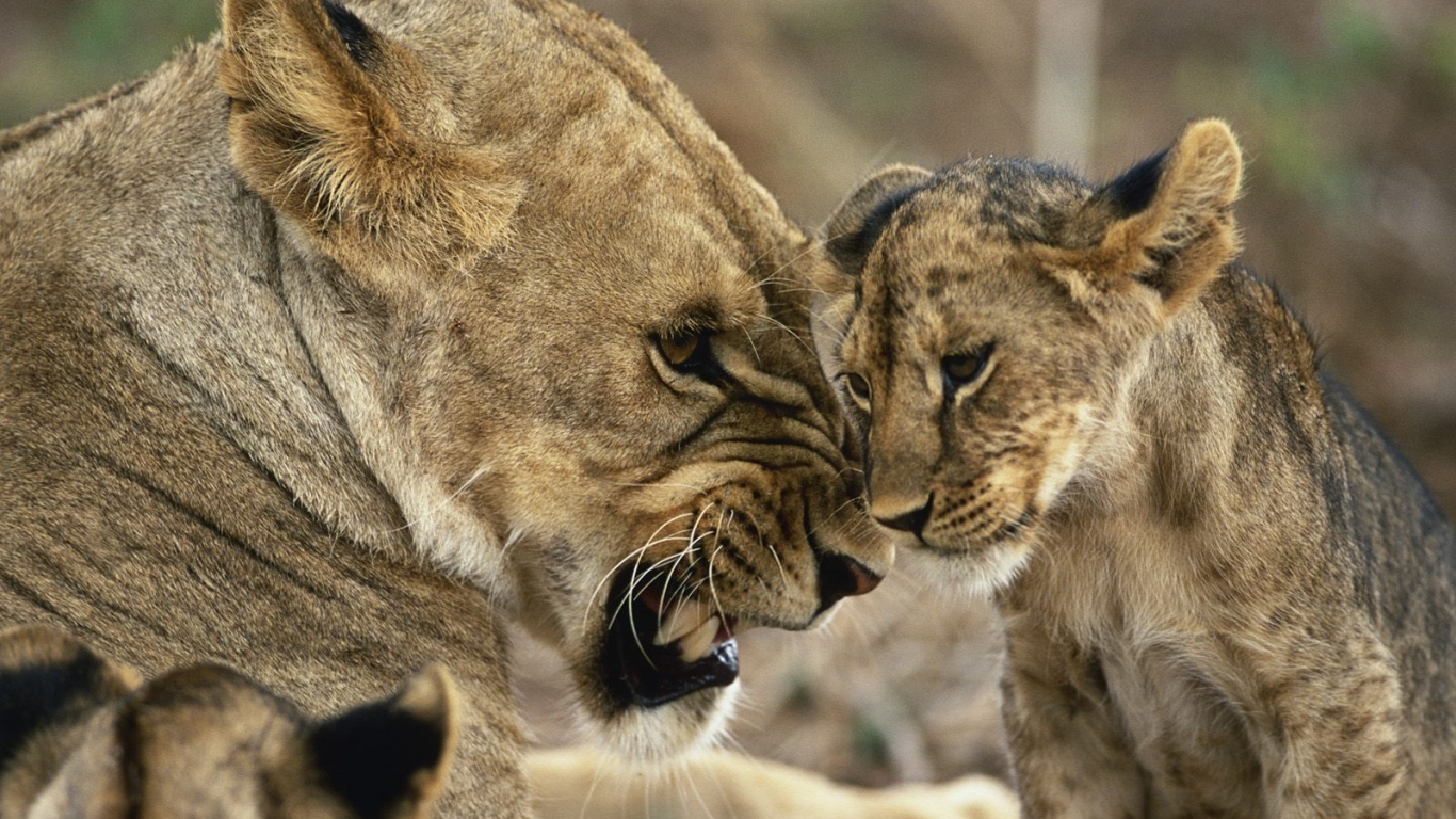 Львица с детенышами