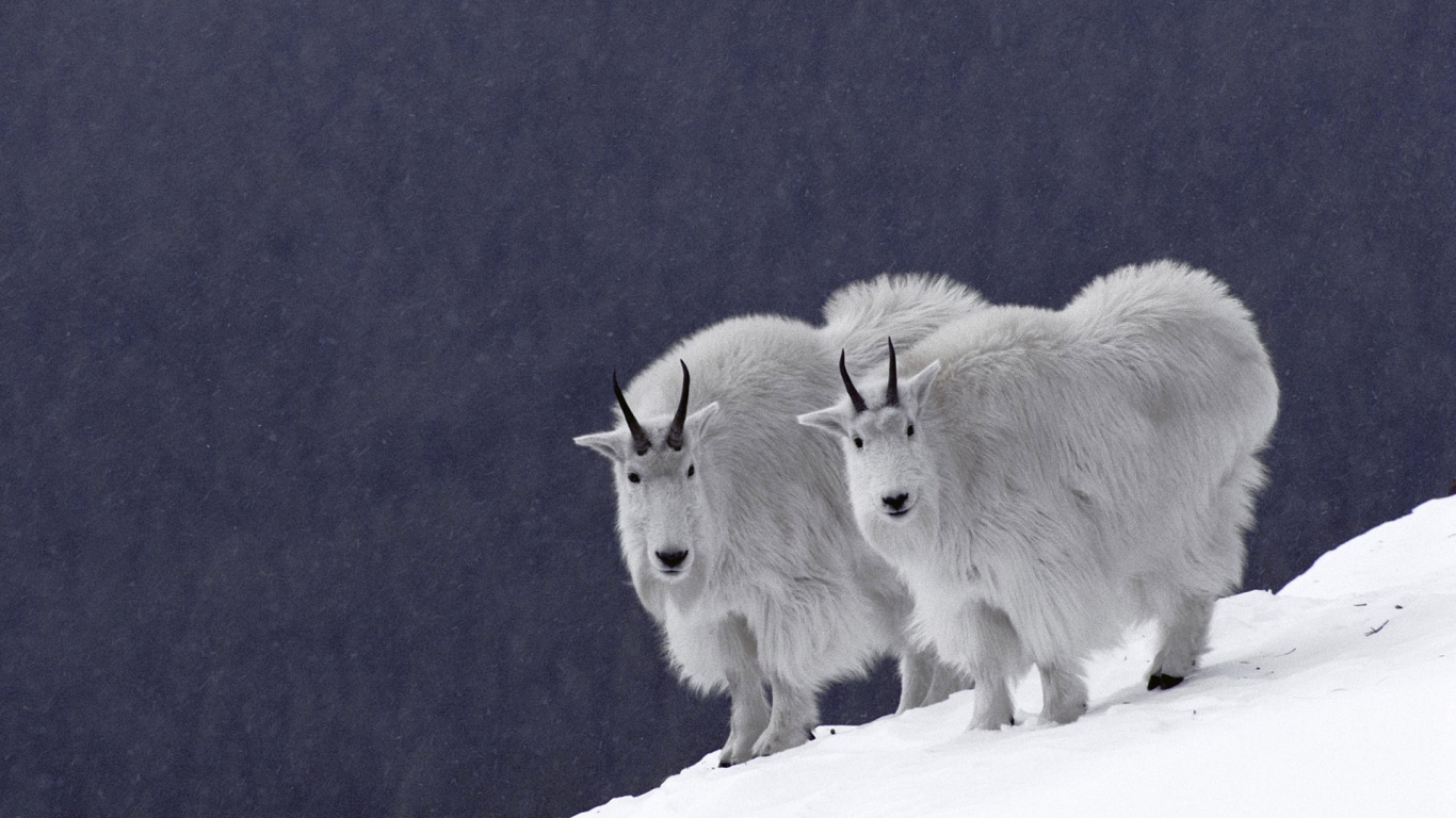 Горные козлы