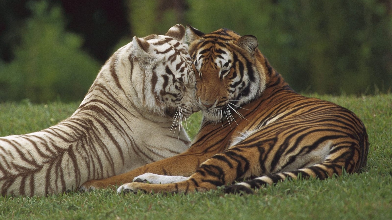 Тигр и тигрица