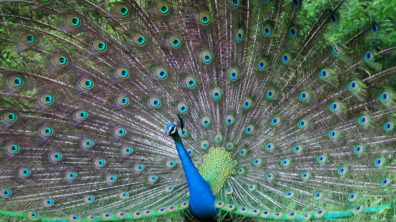 Красивый павлин